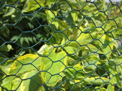Green plant is fenced by PVC coated hexagonal wire mesh.